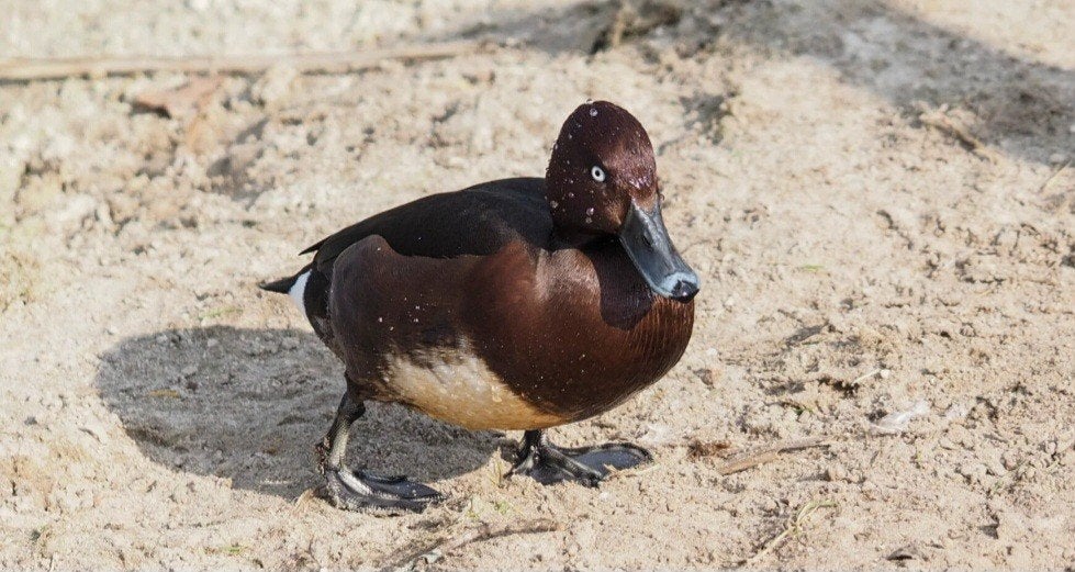 Canards, Animaux & Accessoires, Volatiles