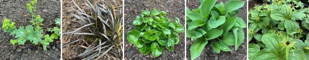 Verschillende vaste planten, Ophalen