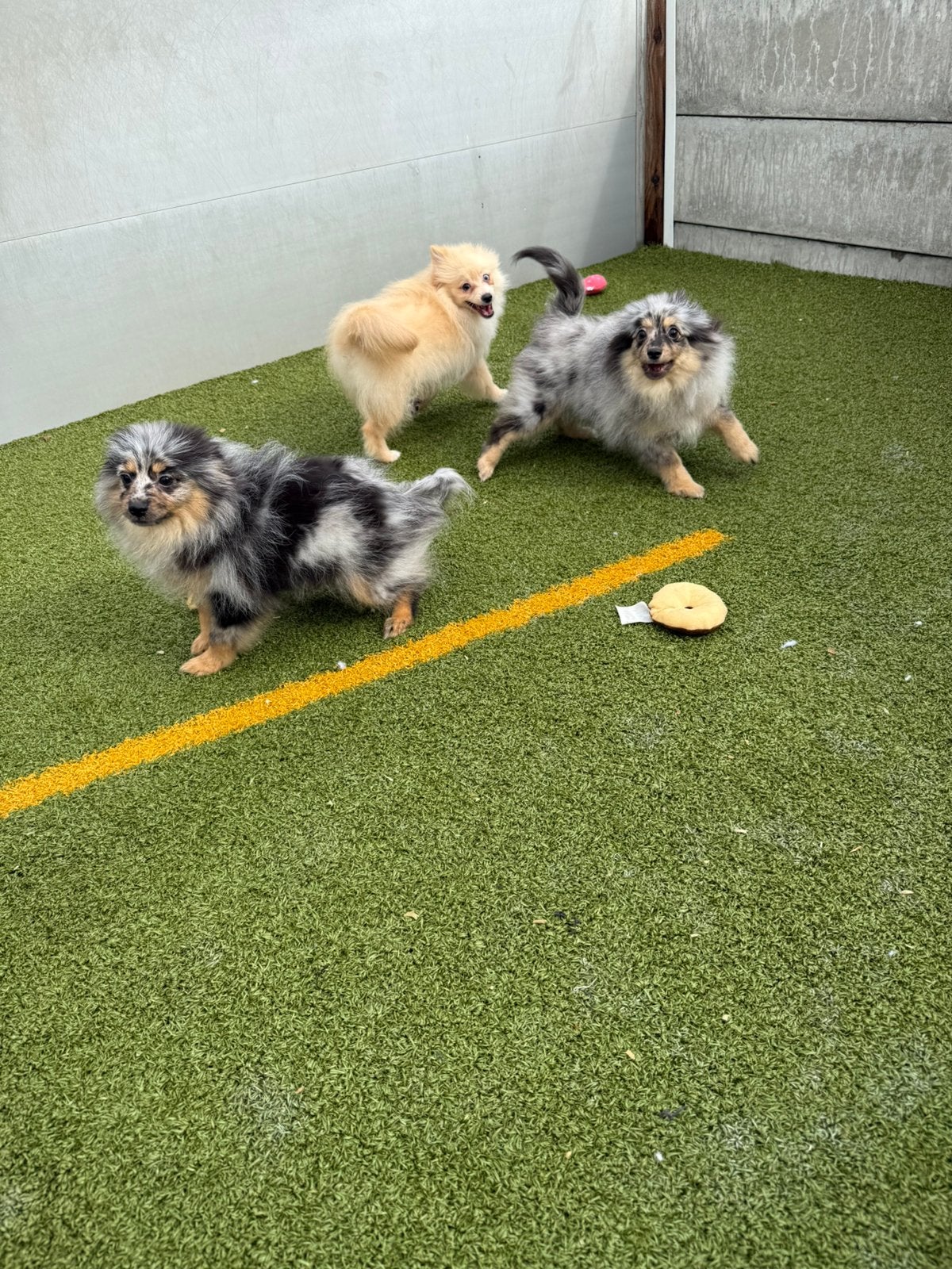 Dwergkeeshond pups, Dieren en Toebehoren, België, Keeshond, 15 weken tot 1 jaar, Reu
