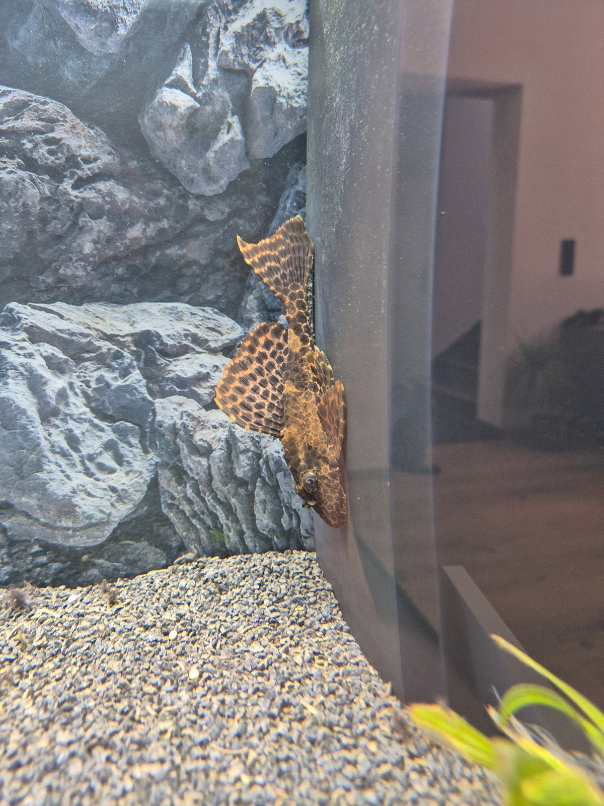 Pleco 10cm, Dieren en Toebehoren, Ophalen