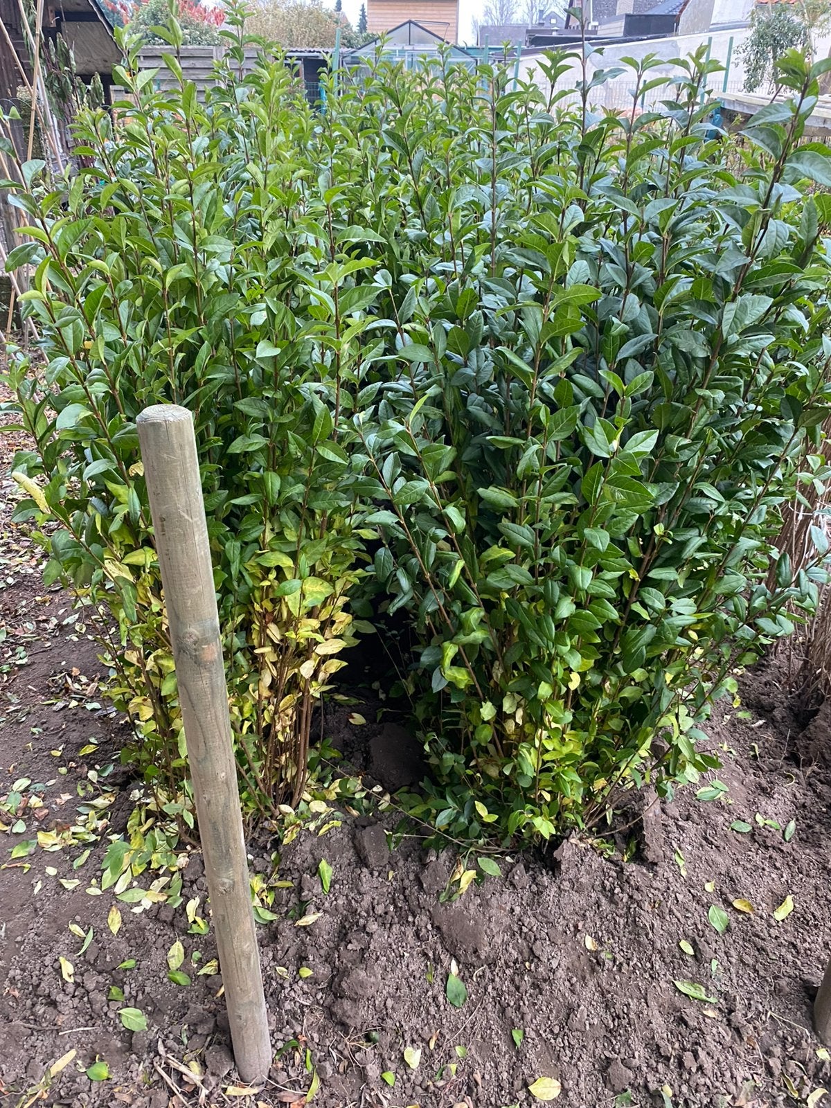 Plantes de haie Ligustrum, Jardin & Terrasse, Enlèvement