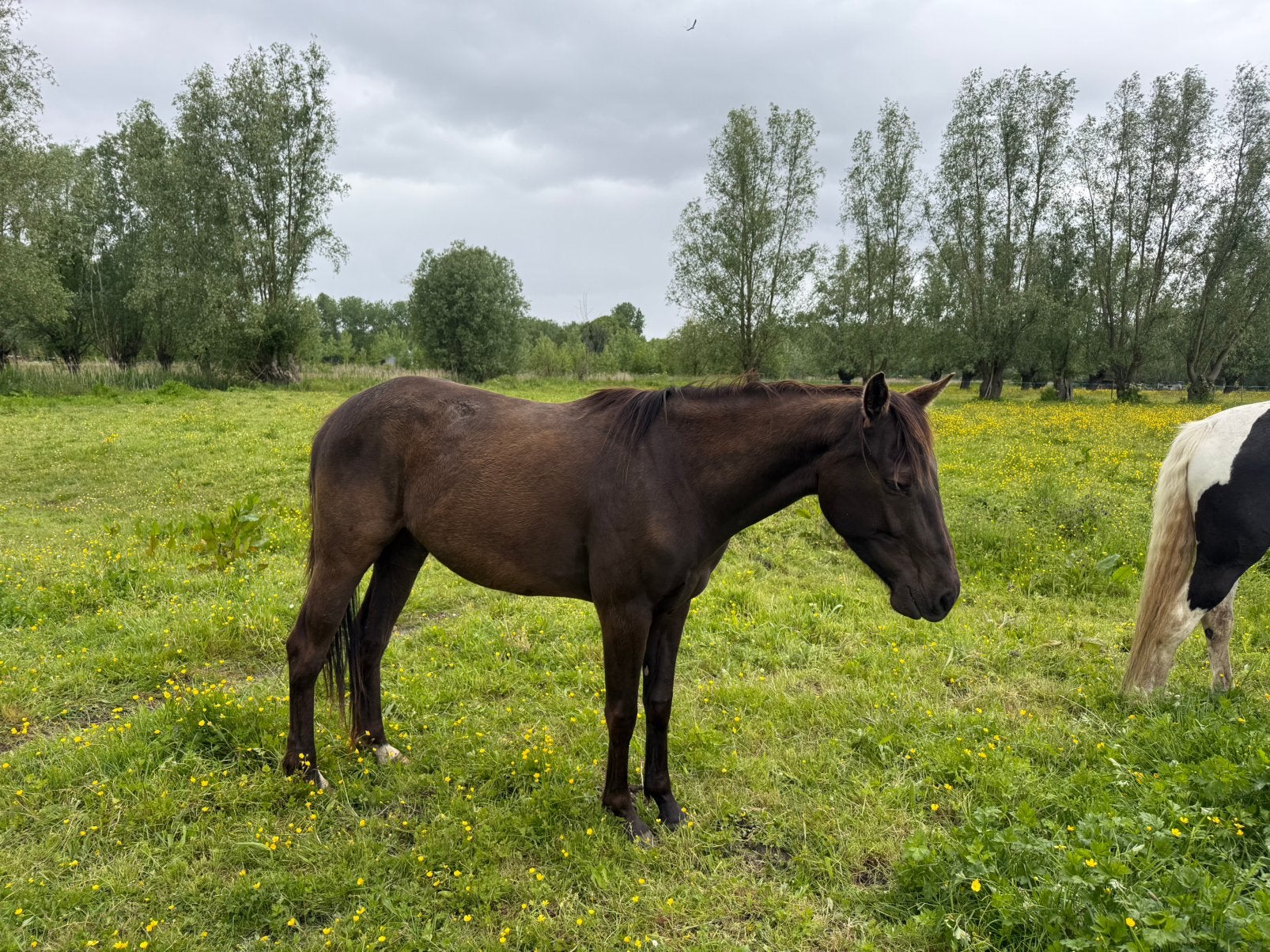 Paard te koop, Ruin, Onbeleerd, 3 tot 6 jaar