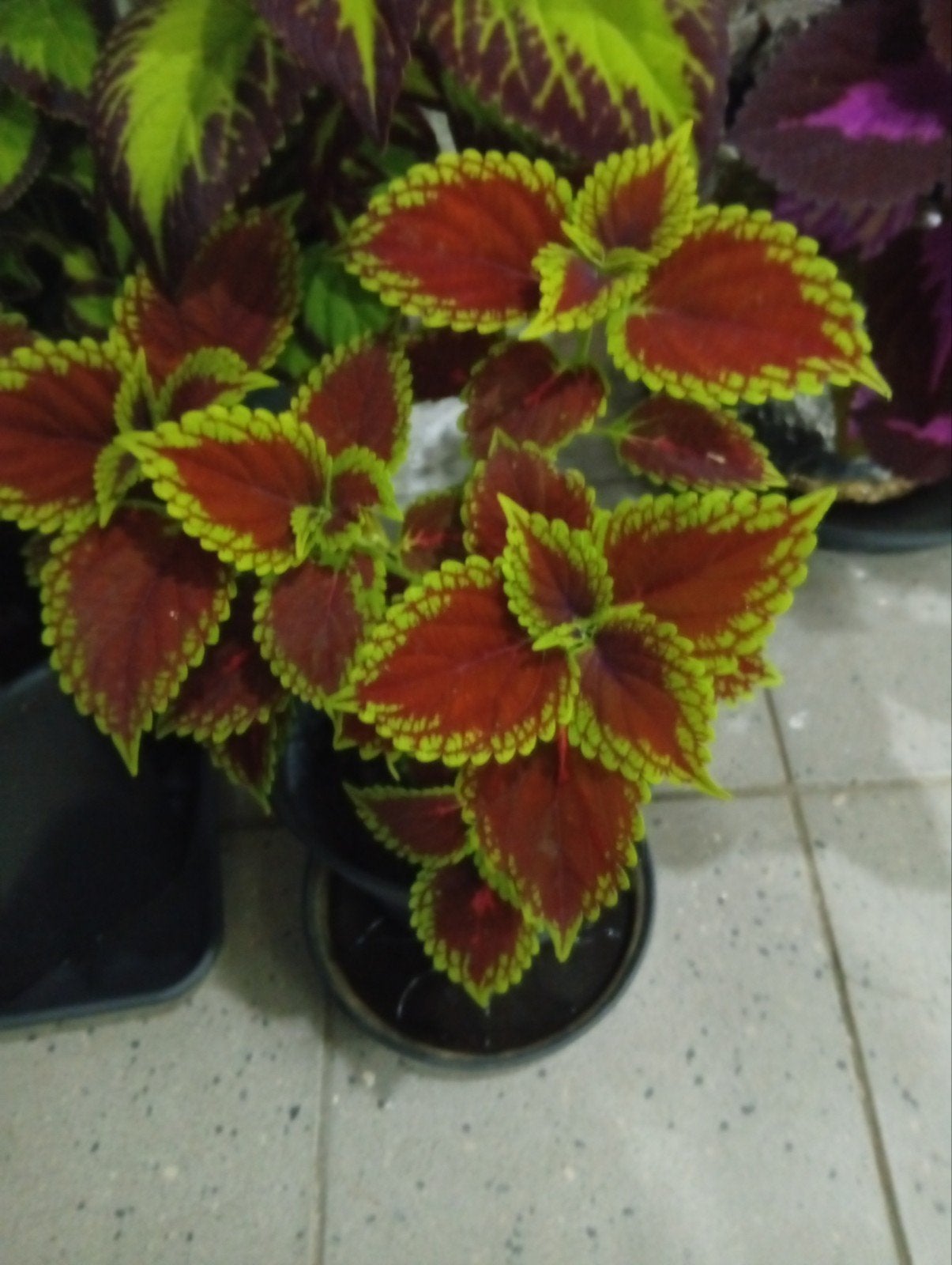 coleus planten en plantjes te koop prijzen variëren, Tuin en Terras, Planten | Tuinplanten, Ophalen