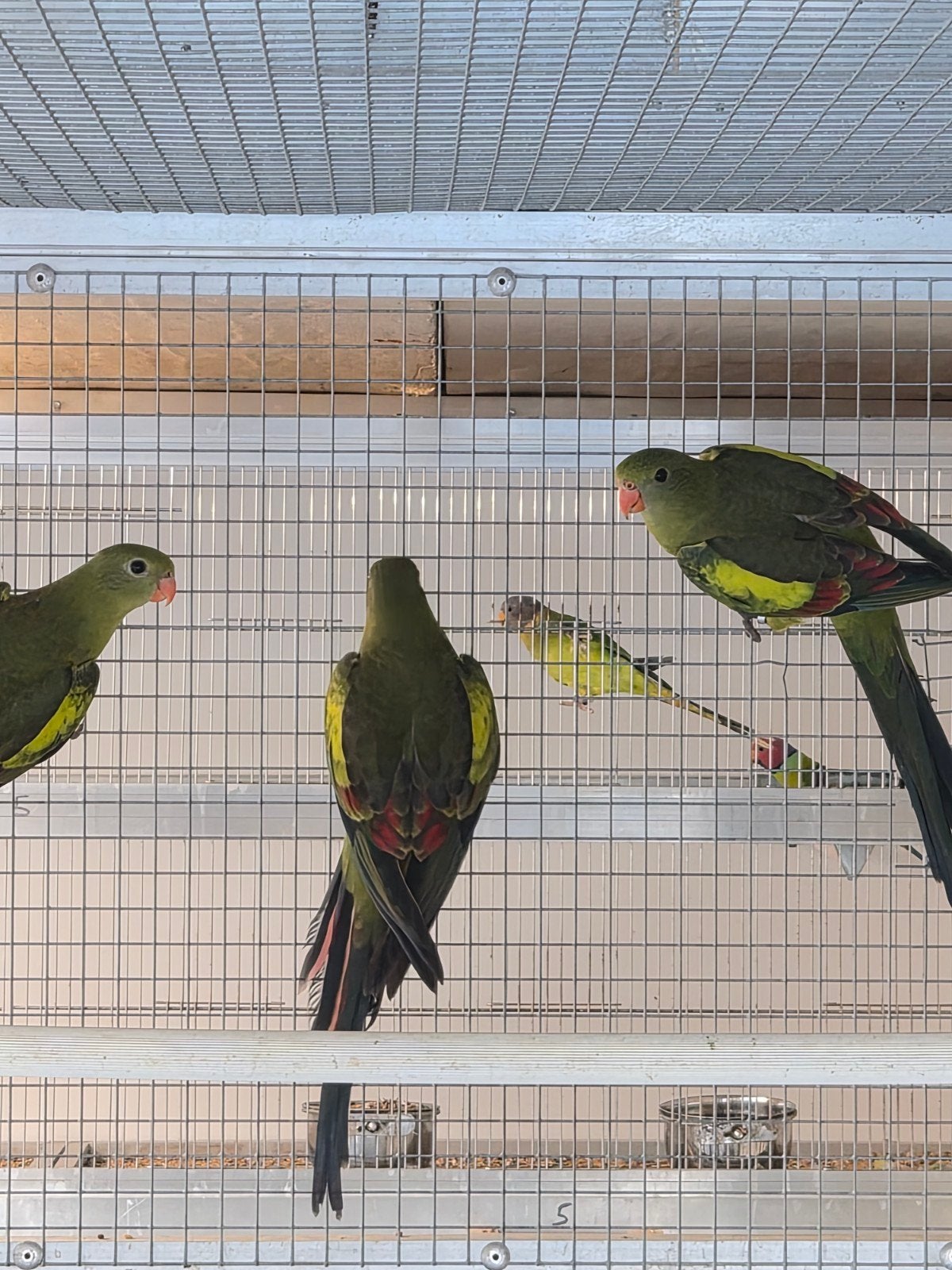 samen in ene koop 3koppels pruikoppen en 6bergparkieten, Dieren en Toebehoren, Vogels | Parkieten en Papegaaien