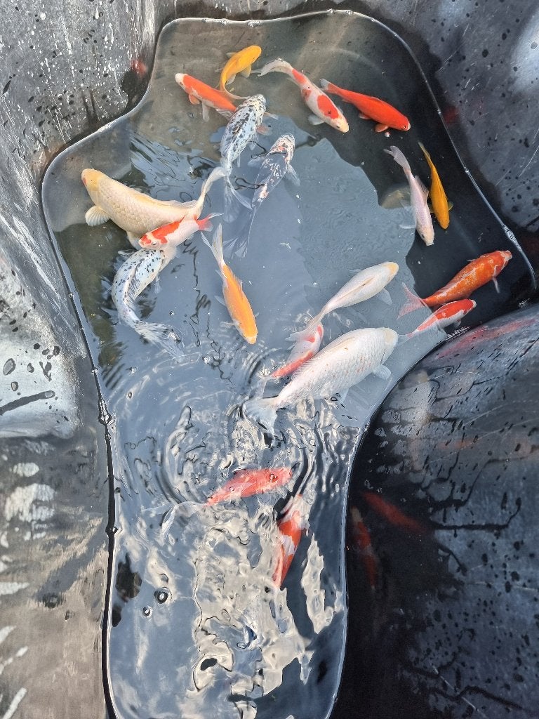 Goudvissen, Animaux & Accessoires, Poissons | Poissons d'étang, Poisson(s) rouge(s)