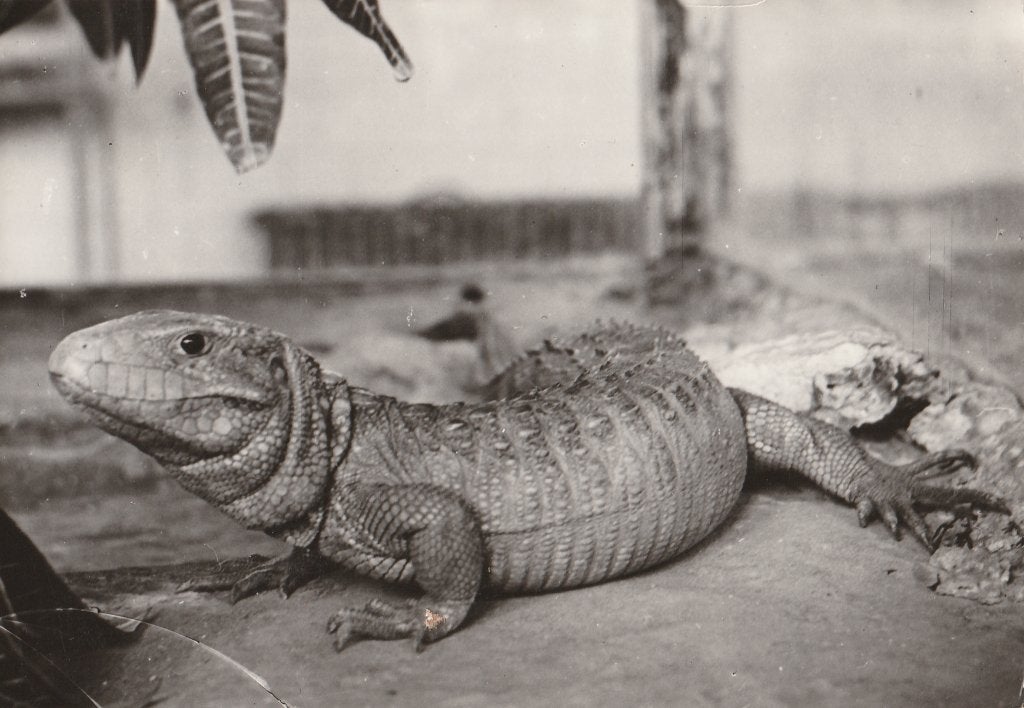 ALLIGATOR HAGEDIS  in  ZOO  ANTWERPEN, Verzamelen, Ophalen of Verzenden, Ongelopen, Reptiel
