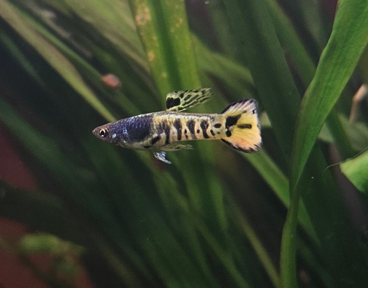 Guppy endler tigre jaune bruxelles, Animaux & Accessoires, Poissons | Poissons d'aquarium, Poisson, Poisson d'eau douce, Banc de poissons