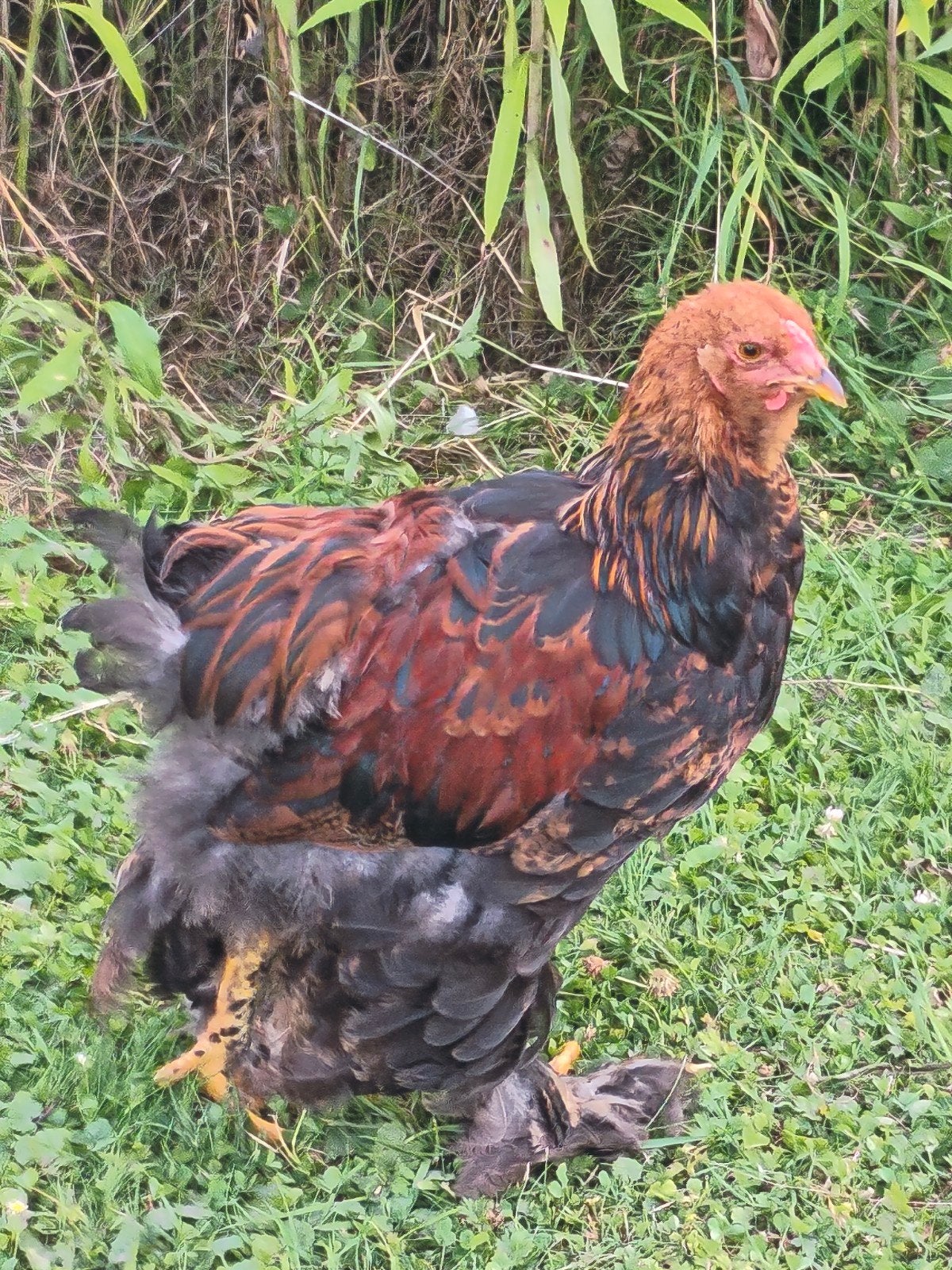 Coq Brahmâ