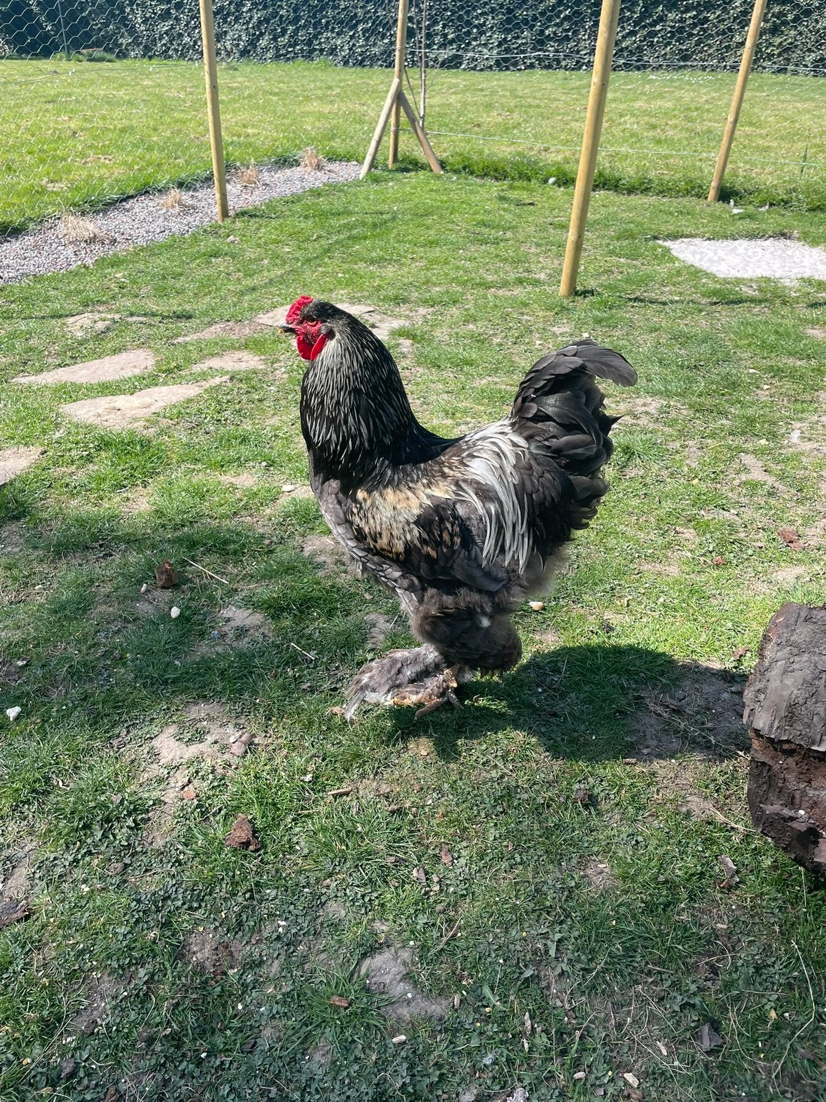 Brahma haan zwart, Dieren en Toebehoren, Mannelijk, Kip