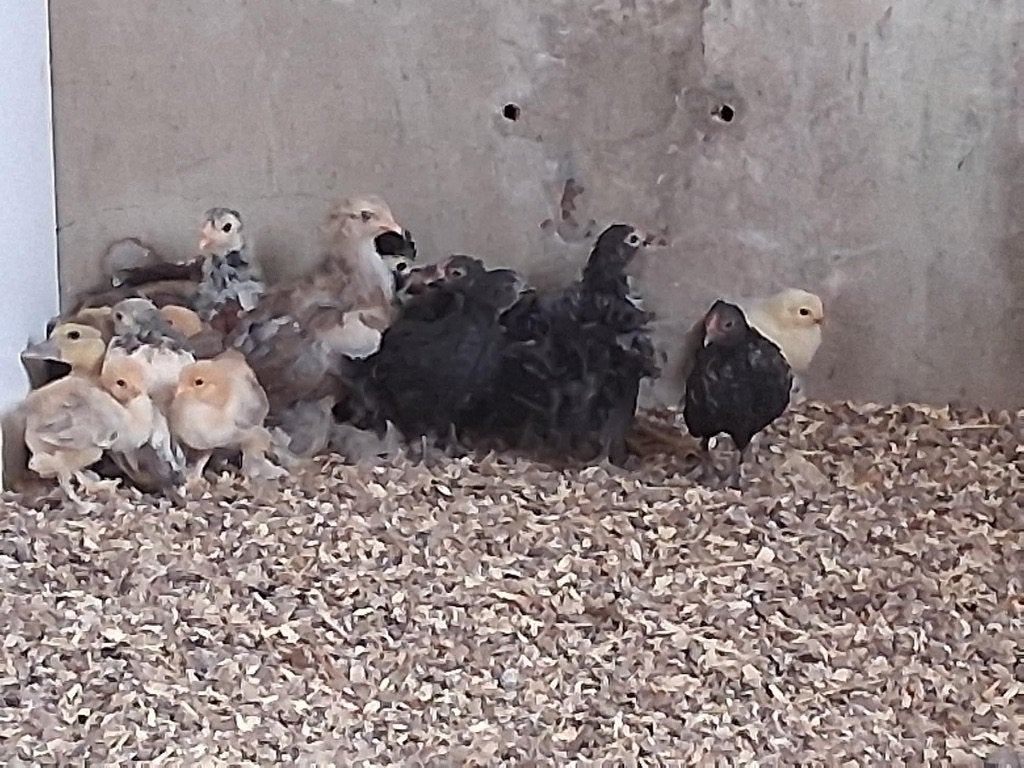 Jonge haantjes, Dieren en Toebehoren, Mannelijk, Kip