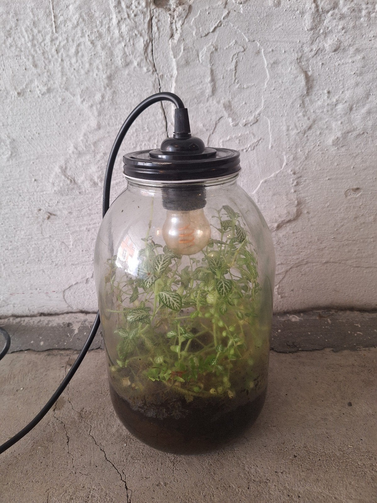 Plant terrarium met lamp, Huis en Inrichting, Ophalen