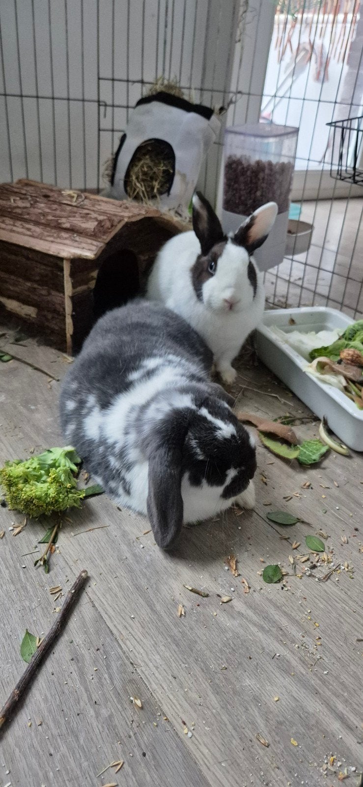 2 konijnen, Dieren en Toebehoren