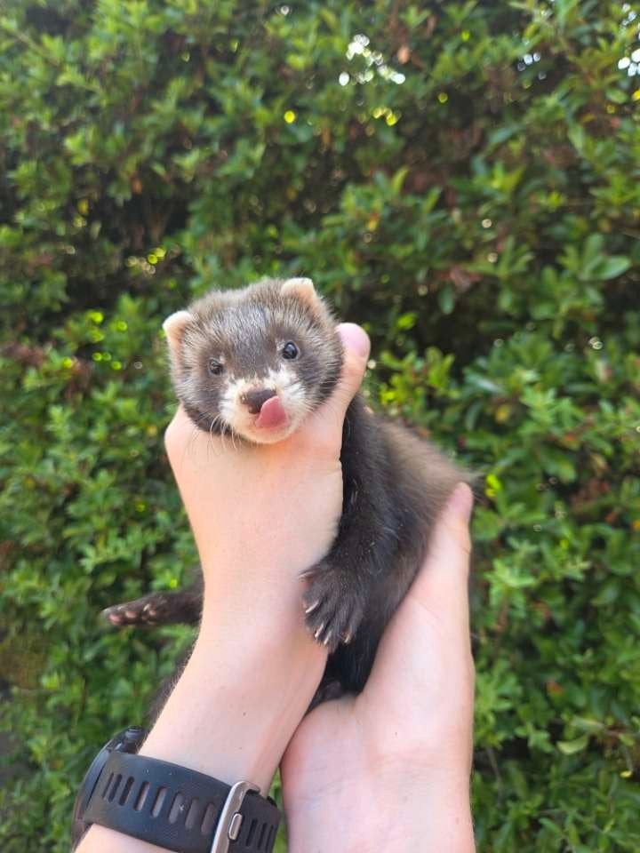 frettenpups beschikbaar, Animaux & Accessoires, Rongeurs, Furet, Domestique, Plusieurs animaux, Mai