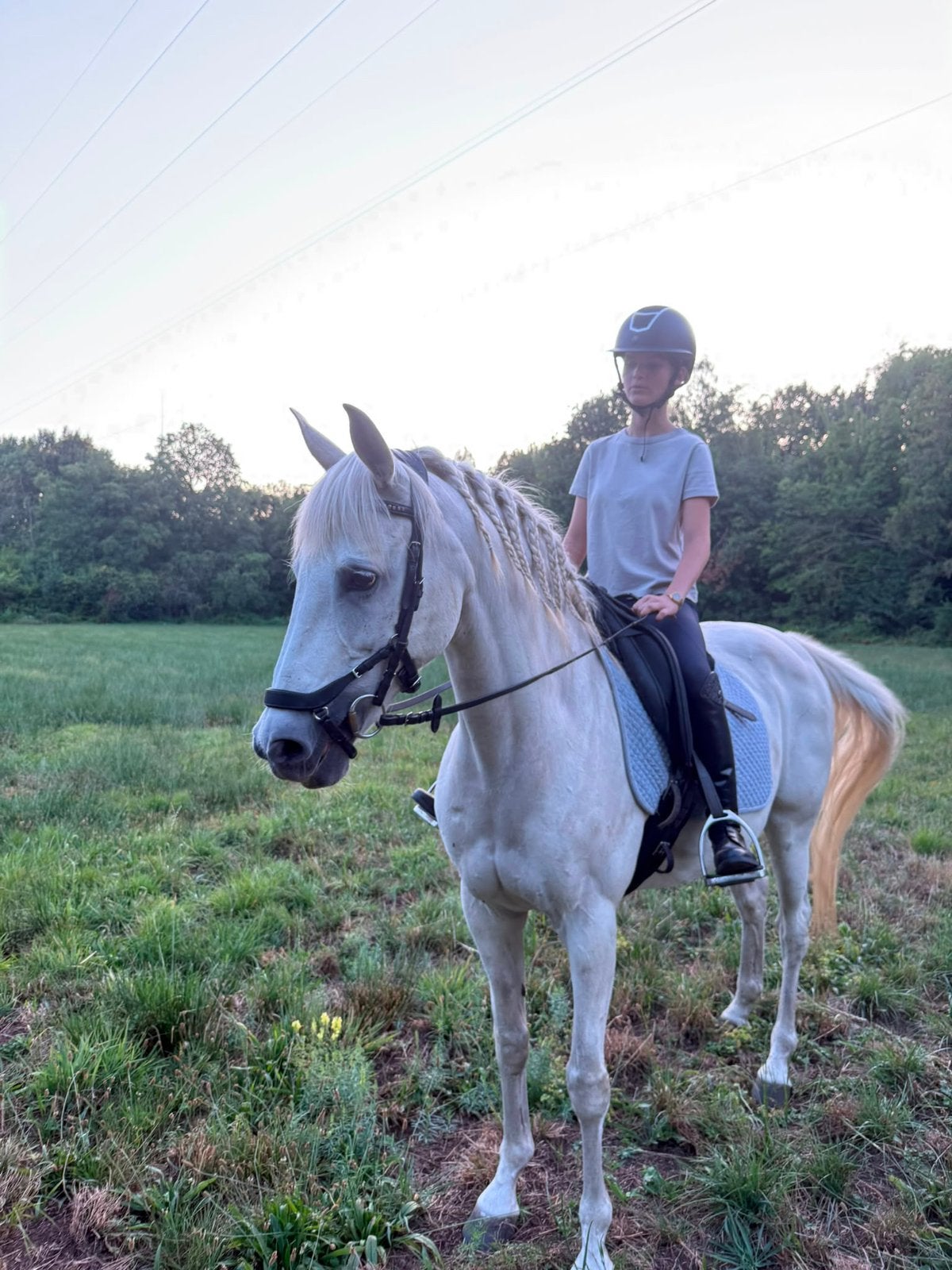 Super lieve merrie ( materiaal inbegrepen ), Dieren en Toebehoren, Merrie, L