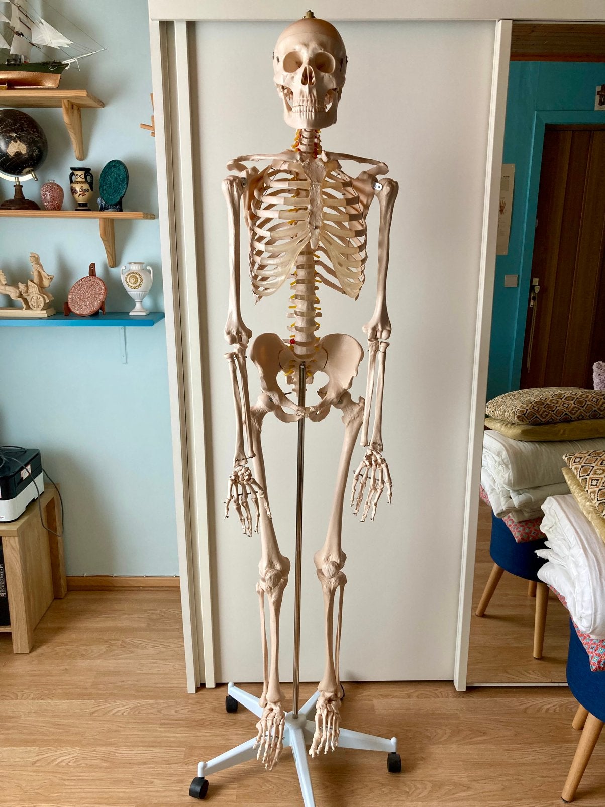 Standaard anatomisch skelet (Z-Medical), Diversen, Schoolbenodigdheden, Ophalen, Nieuw