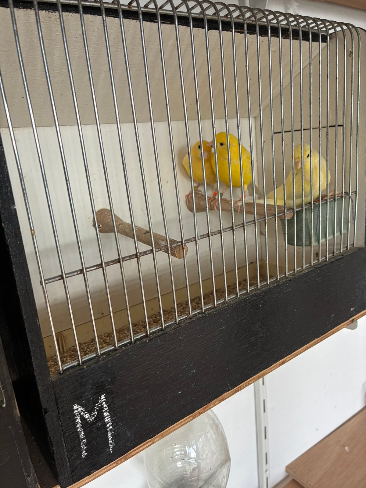 Gele kanaries, Dieren en Toebehoren, Meerdere dieren, Kleurkanarie