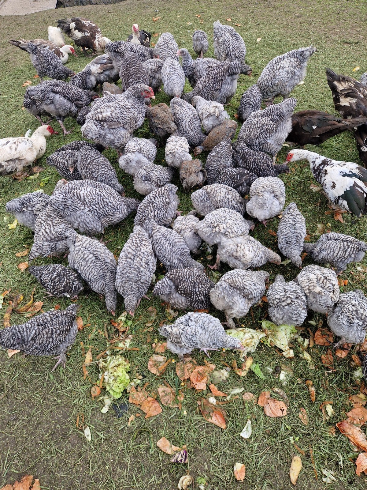 Mechelse koekoek kuikens, Dieren en Toebehoren, Meerdere dieren, Kip