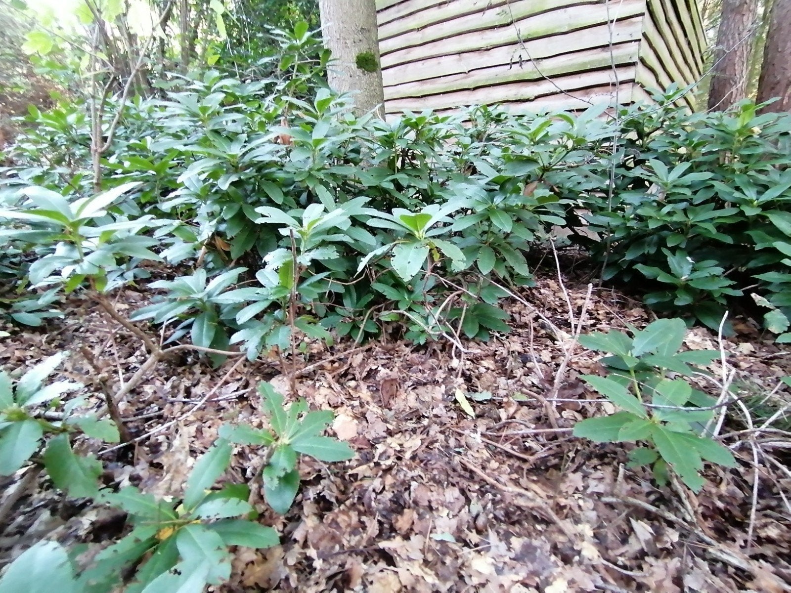 Rhododendron 'Cunningham White' (rododendron), Enlèvement ou Envoi