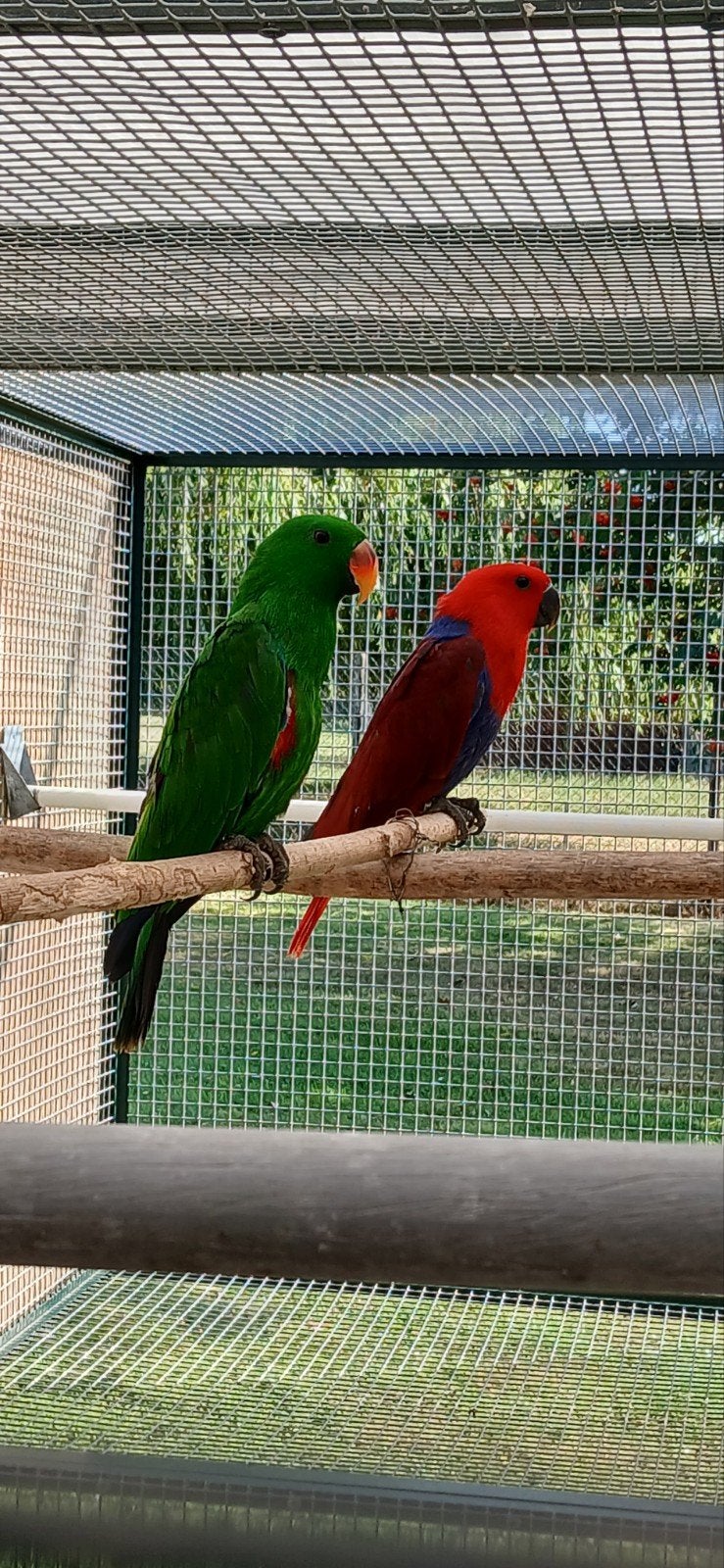 Koppel NG edelpapegaaien, Bagué