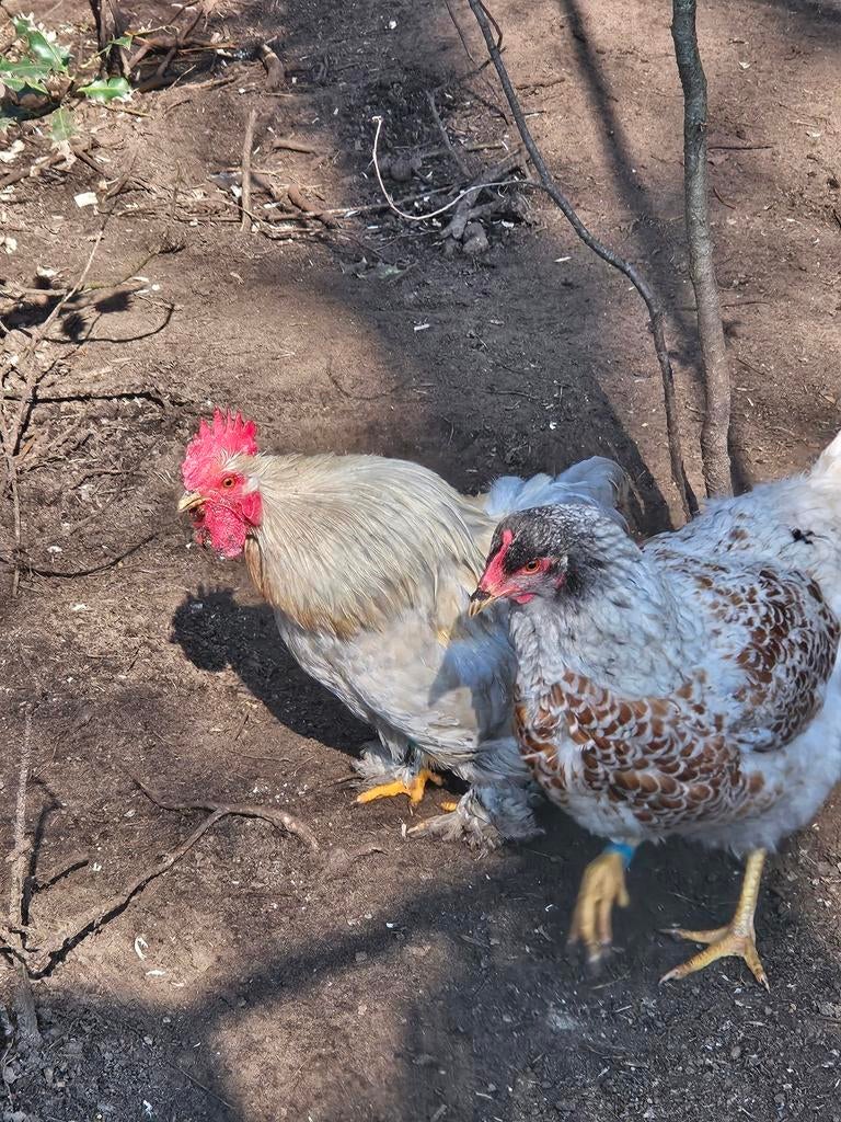 Cochin haan en barnevelder hen koppel tekoop, Dieren en Toebehoren, Kip