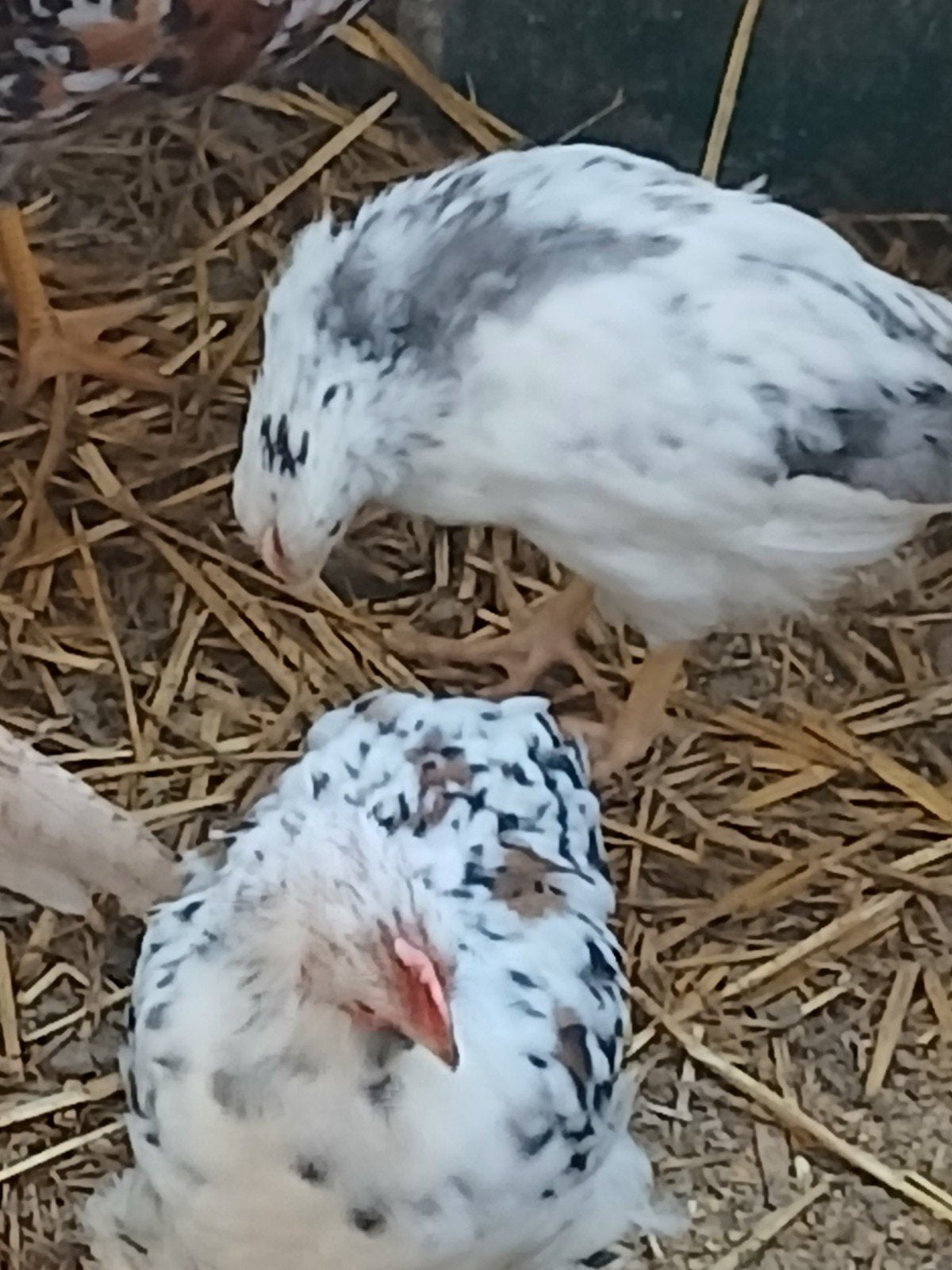 Blauwbont leghorn haantje, Dieren en Toebehoren, Mannelijk, Kip