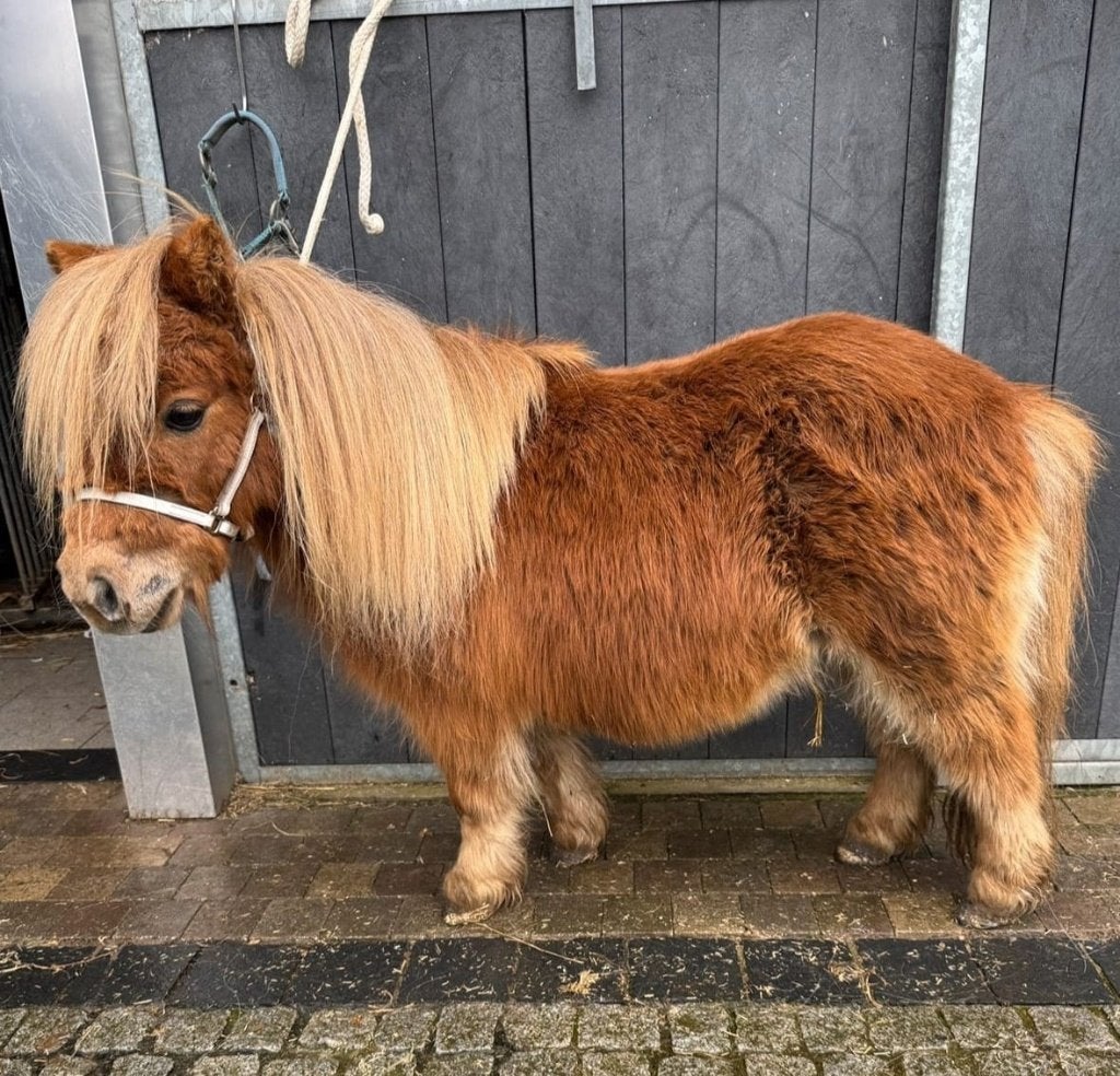 Mini Shetland pony merrie, Animaux & Accessoires, Poney de récréation, Poney A (jusqu'à 1.17 m), Avec pedigree, Jument