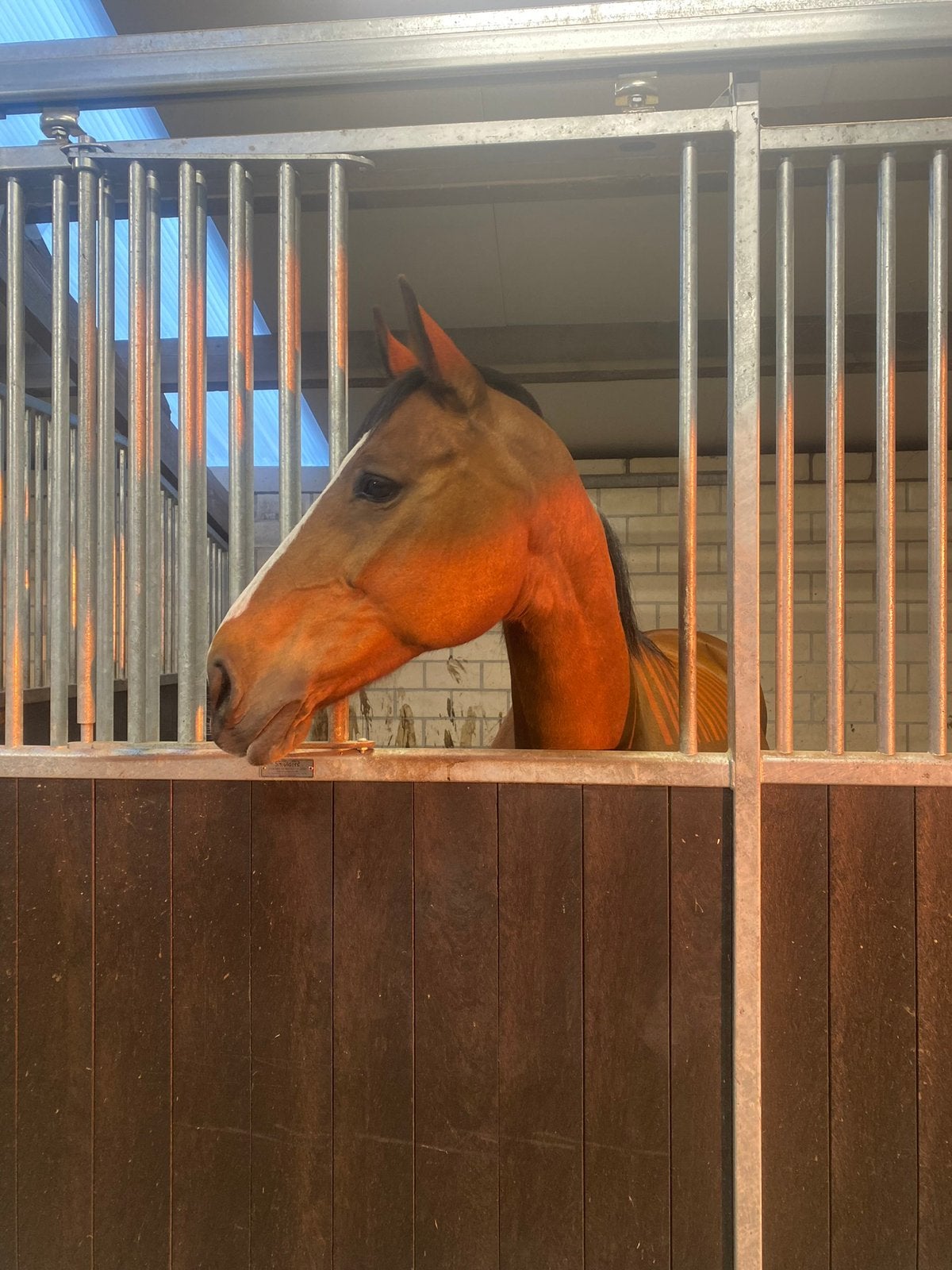 Stalling Maldegem, Dieren en Toebehoren, Paarden