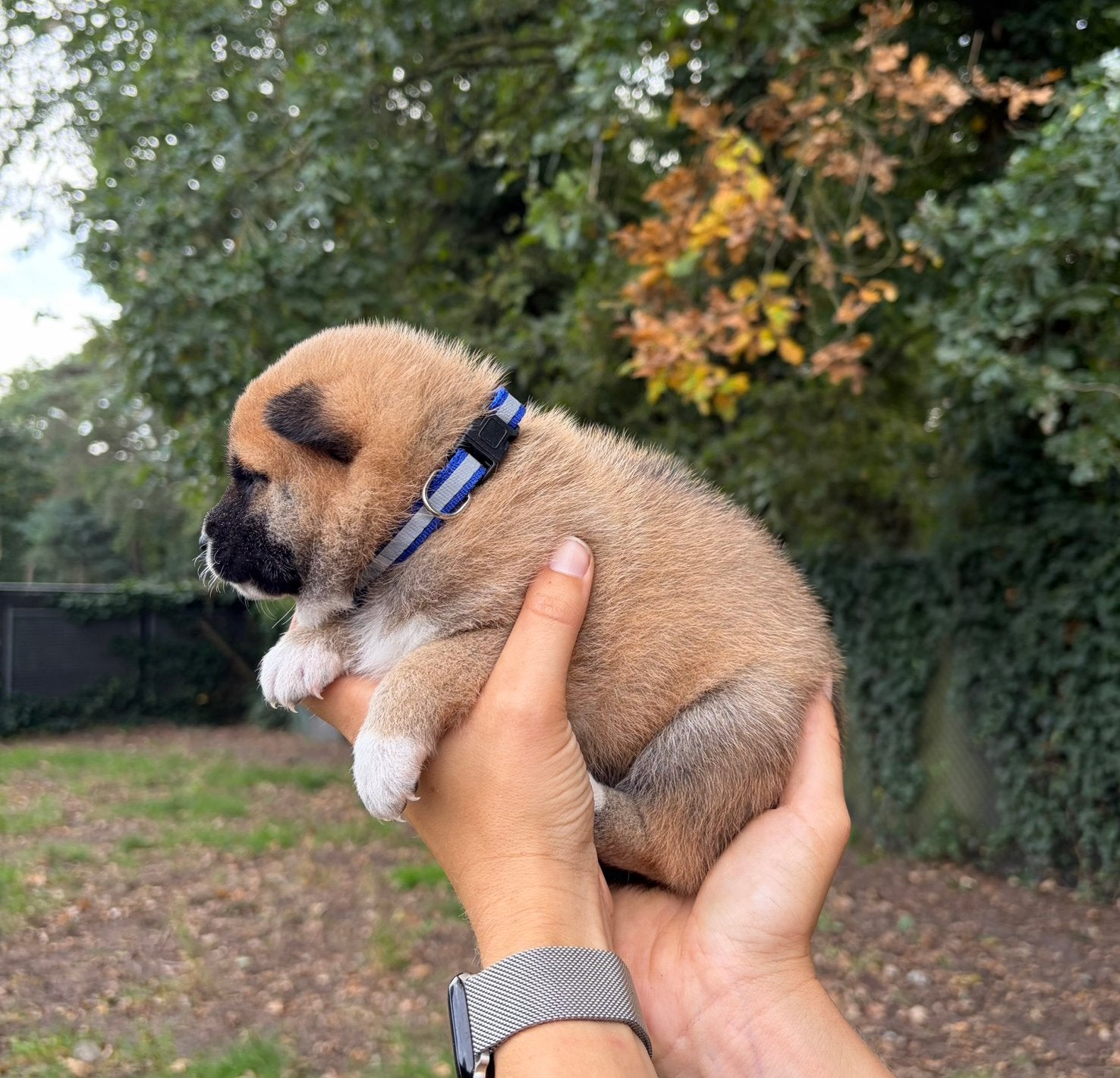 Mooie Shiba Inu pups, Dieren en Toebehoren, België, 8 tot 15 weken, Meerdere, Fokker | Professioneel