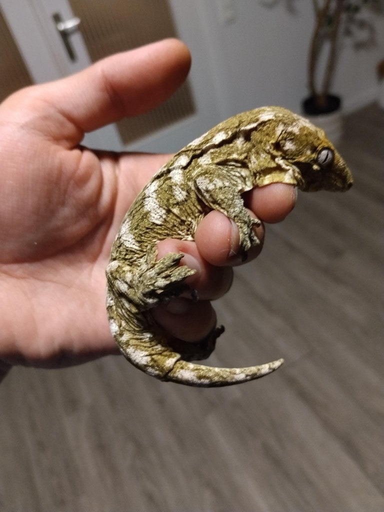 Leachianus MI x PI (Aug 2025) + Terra 45x45x60, Lézard, Avec terrarium, 0 à 2 ans