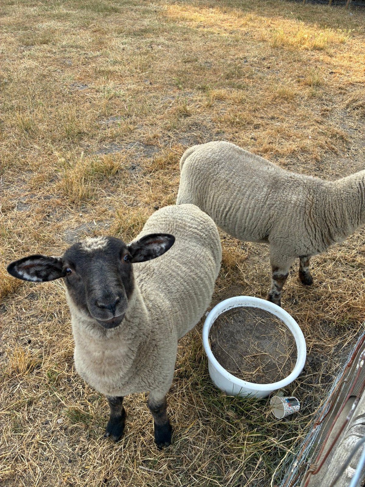 Ramlammeren, Dieren en Toebehoren, Schapen, Geiten en Varkens