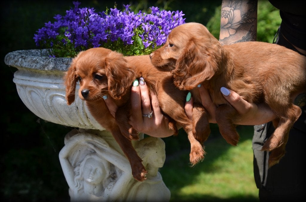 Chiots Cockapoo, 15 semaines à 1 an, Belgique, Éleveur | Professionnel, Plusieurs