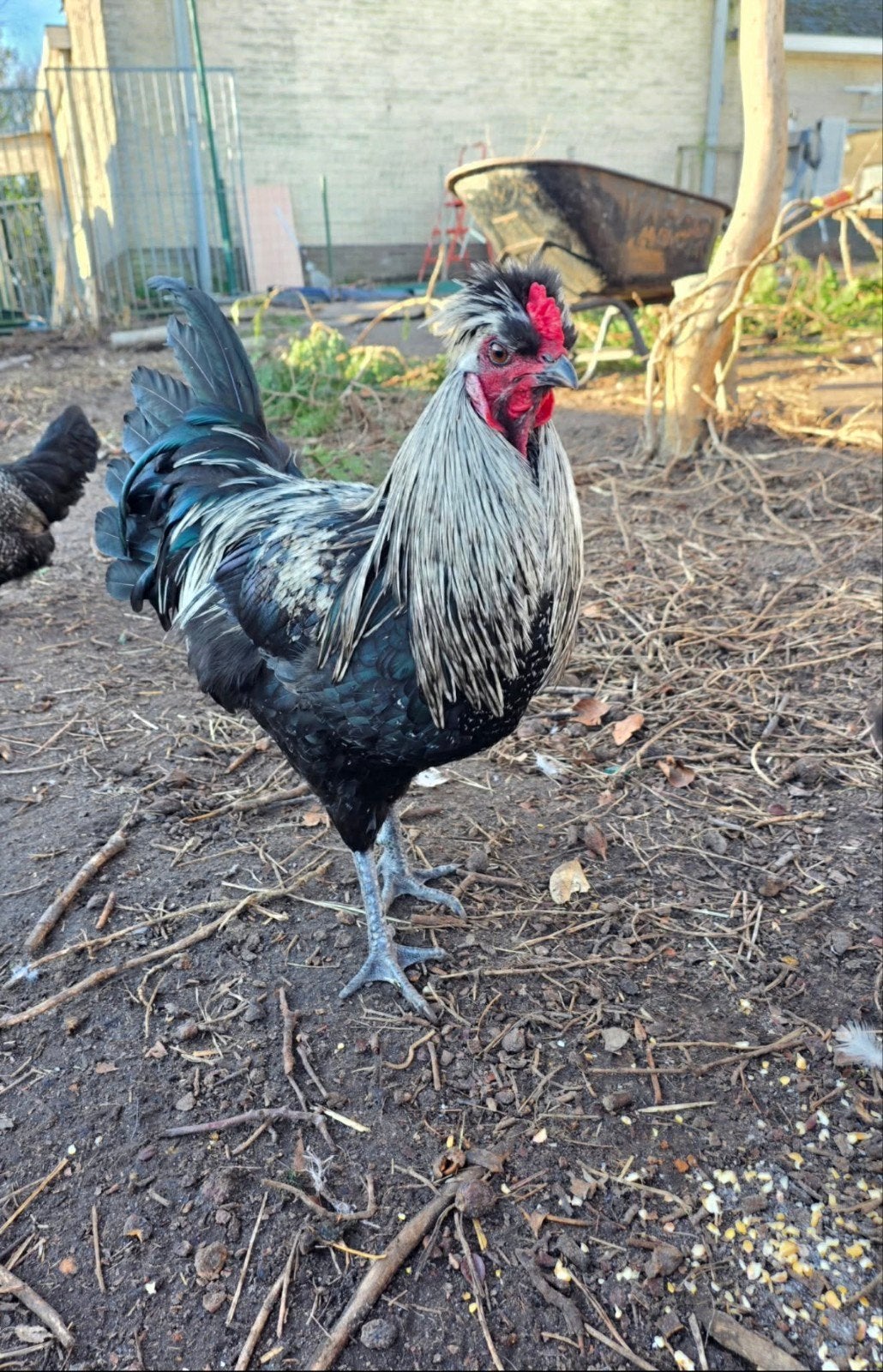 serama haantje(s), Dieren en Toebehoren, Mannelijk, Kip