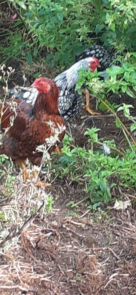 4 Kriel Wyandottes, Dieren en Toebehoren, Mannelijk, Kip