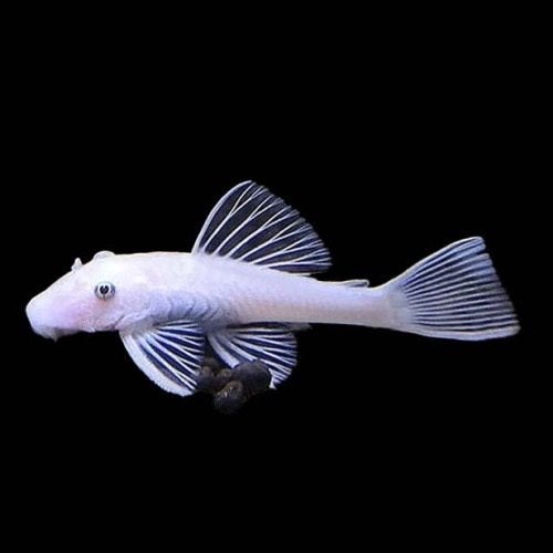 Snow white Ancistrus, Poisson, Poisson d'eau douce