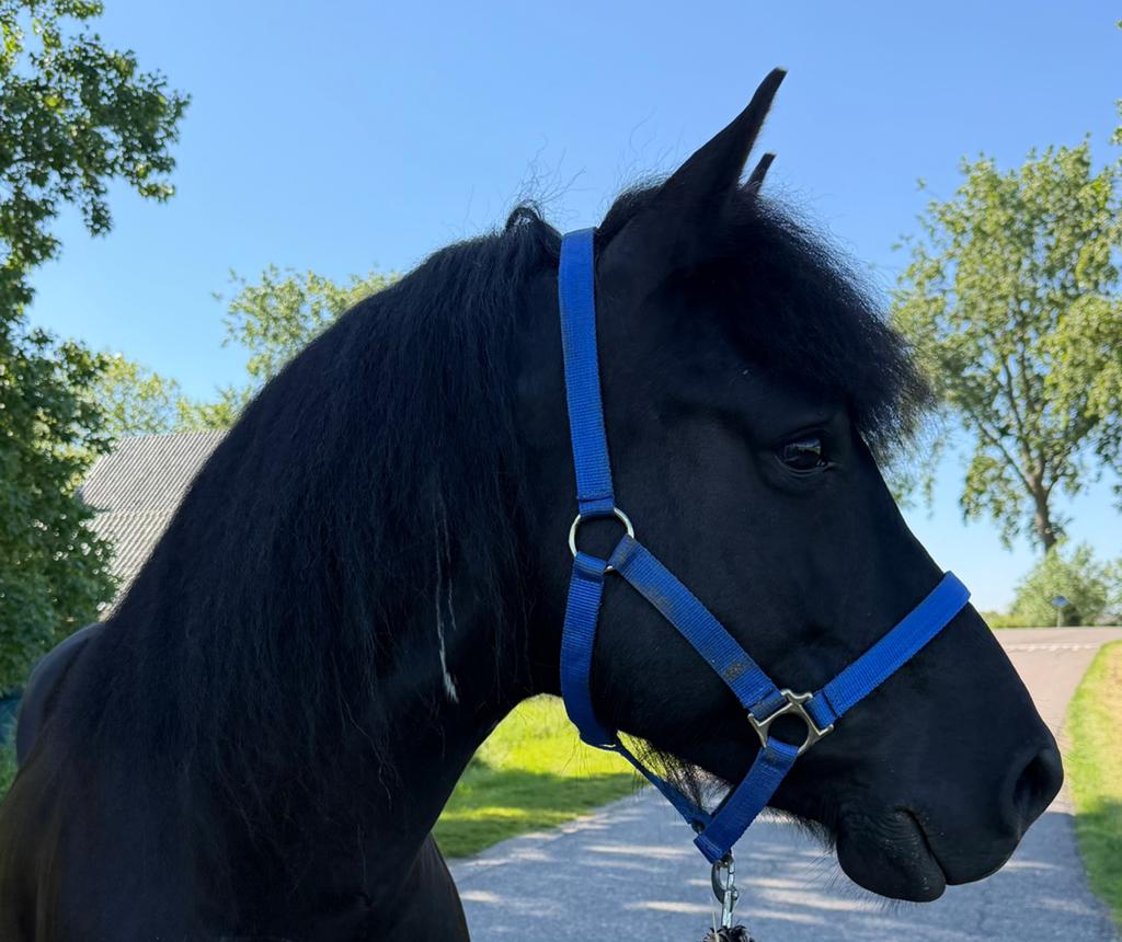 Opzoek naar je droompony? Bekijk deze eyecather is, B, Vermifugé, Hongre, Poney de récréation