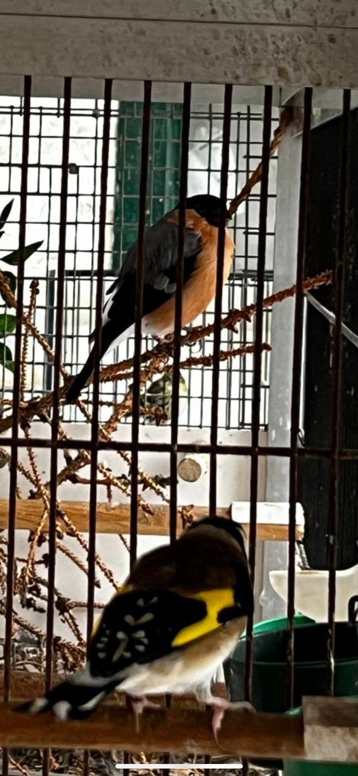 Inlandse vogels te koop