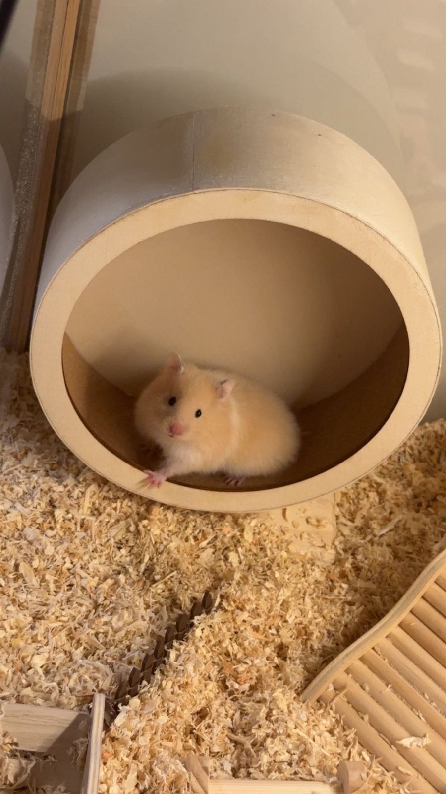 Syrische hamster 5 maanden vrouw gezond en verzorgd door art, Dieren en Toebehoren, Knaagdieren, Februari, Vrouwelijk, Hamster