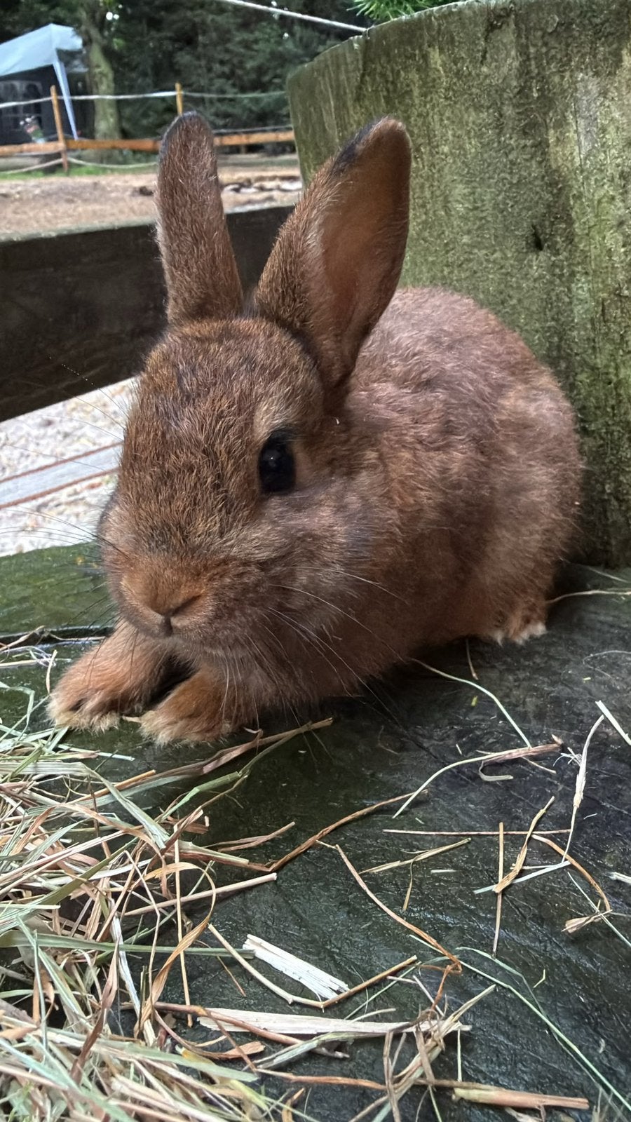 lapins nains de couleur à vendre !