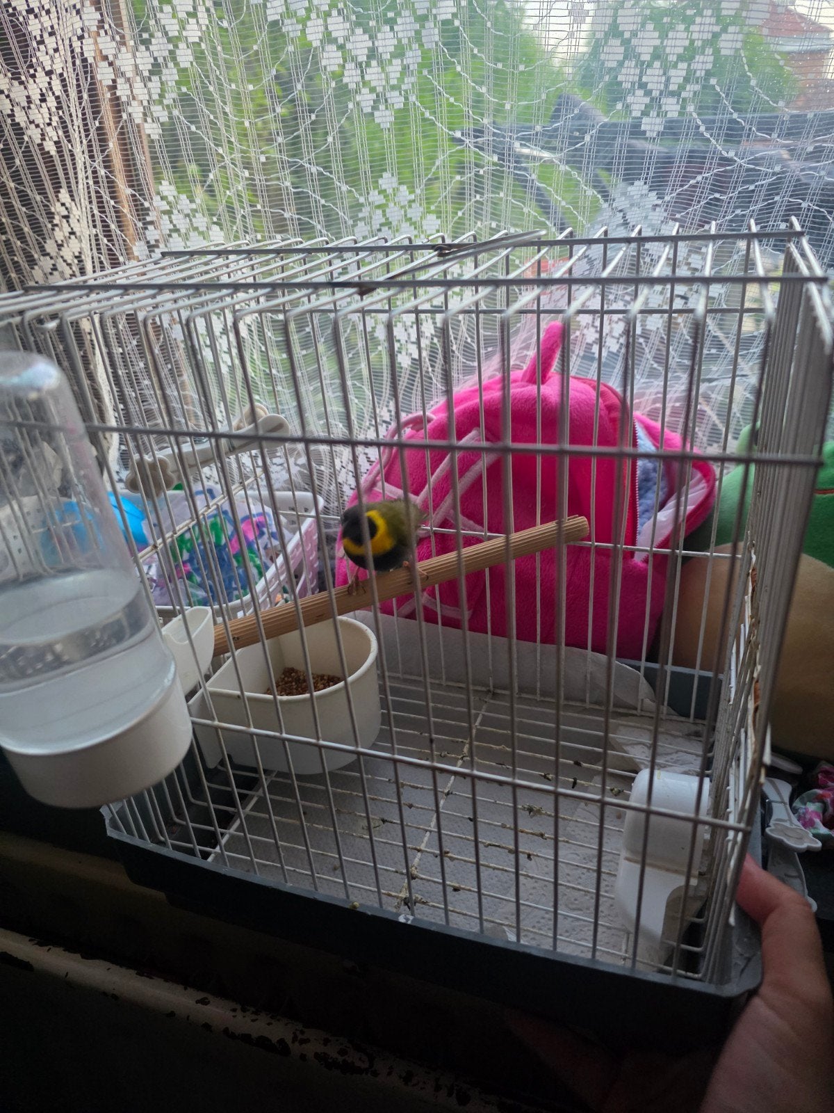 Petit chanteur de cuba mal, Animaux & Accessoires, Oiseaux | Oiseaux Autre