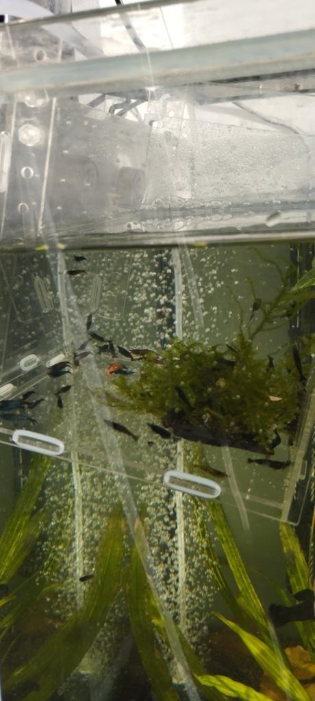 Garnalen mix, Dieren en Toebehoren, Ophalen