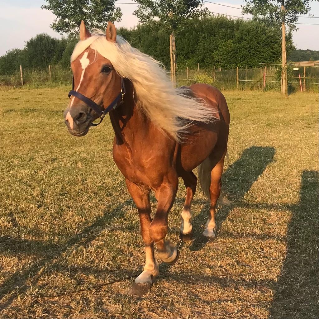 Haflinger, Dieren en Toebehoren, Minder dan 160 cm, Met stamboom, 11 jaar of ouder, Recreatiepaard