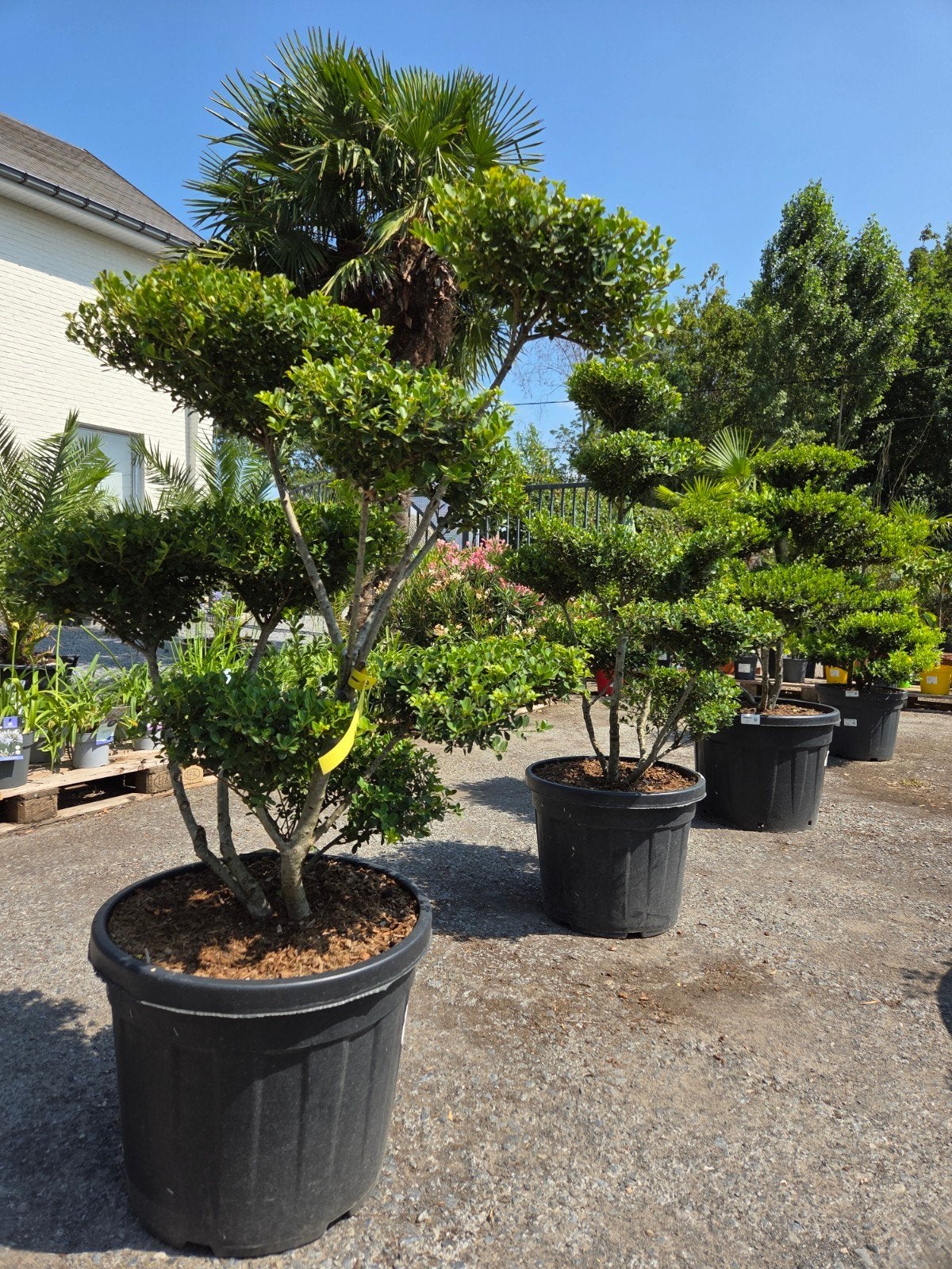 Ilex Green Crenata Bonsai Ilex Green Crenata Bonsai, Ophalen