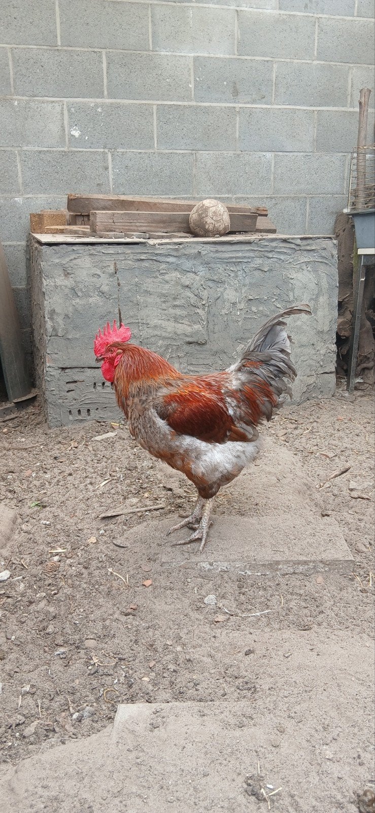 Haan