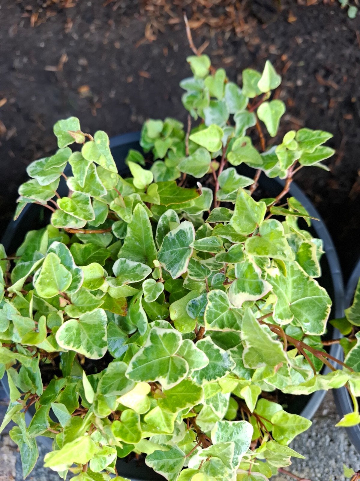 klimop hedera, Ophalen