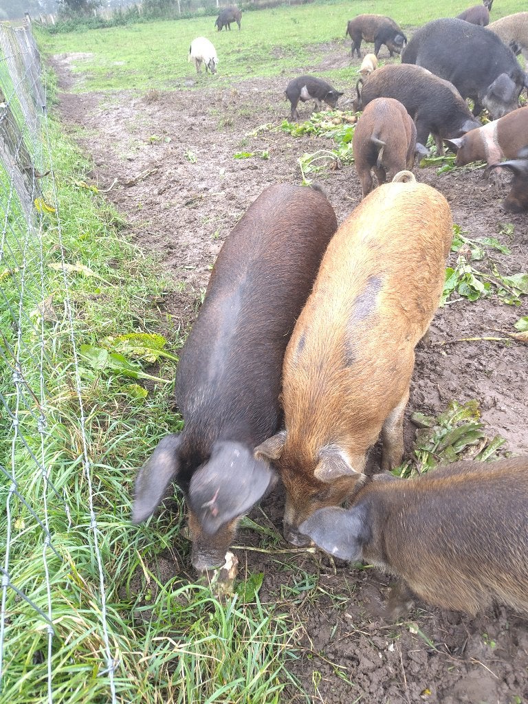Jonge varkens te koop, Dieren en Toebehoren, Meerdere dieren, Varken, 0 tot 2 jaar