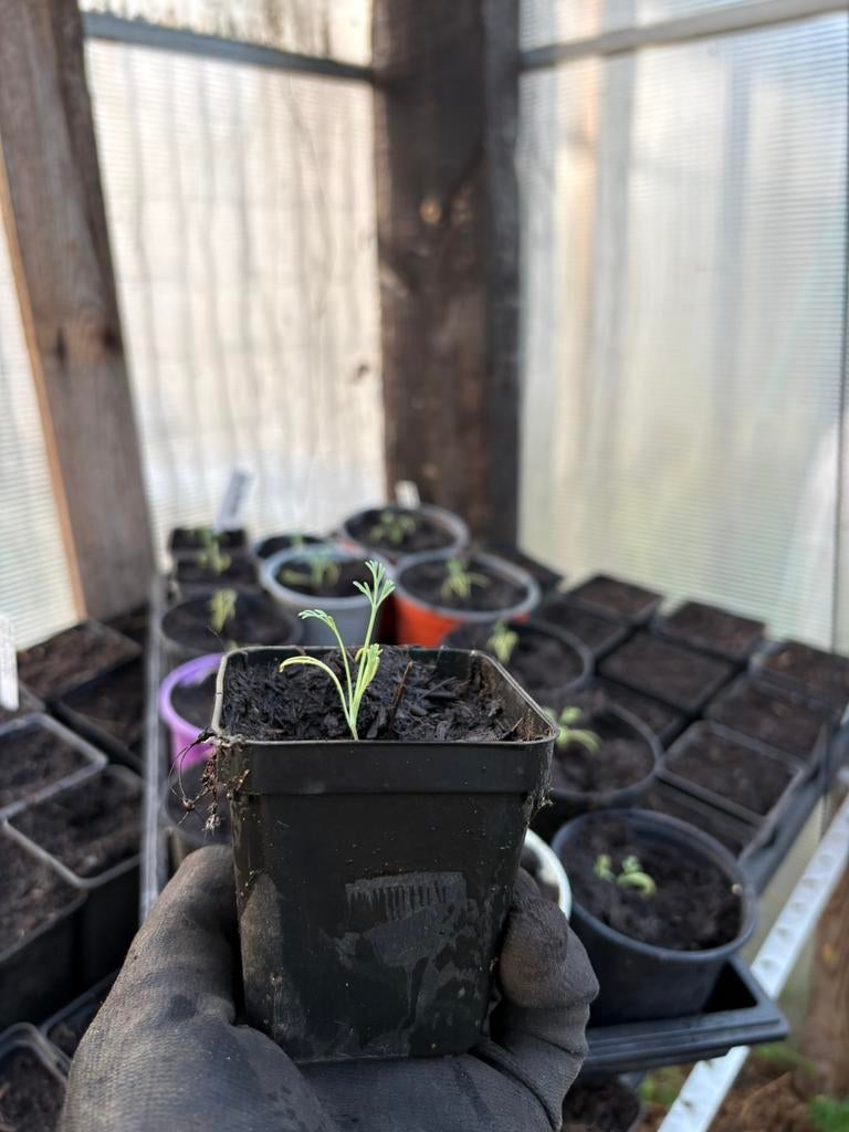 Californische klaproos (Calpoppy) plantjes te koop, Enlèvement