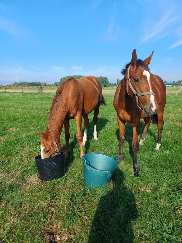 2 jaarling hengsten - 3 jarige ruin en 15 jarige leermerrie, Dieren en Toebehoren, Springpaard, Met stamboom, Niet van toepassing