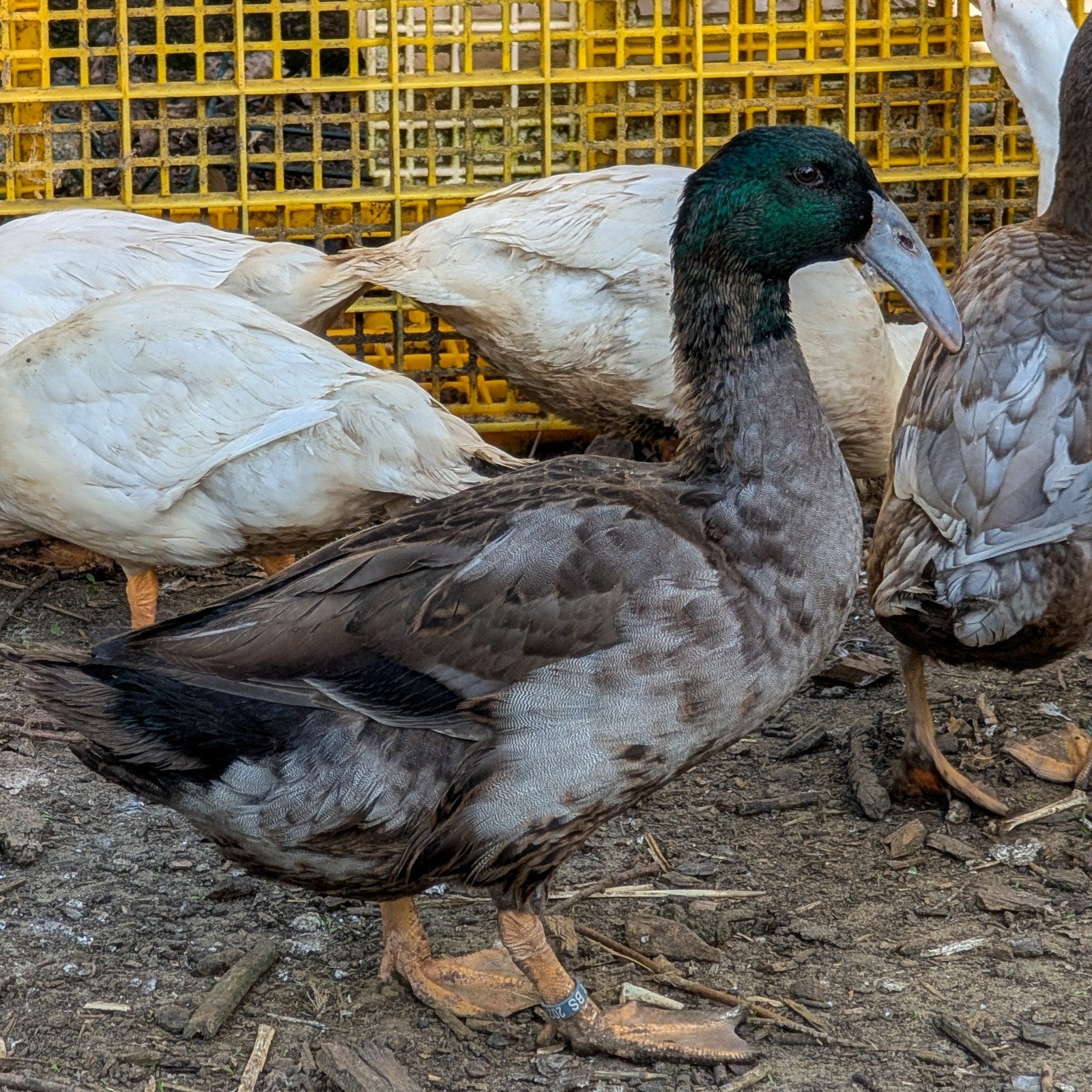 canard a bec courbé, Animaux & Accessoires, Volatiles, Plusieurs animaux, Canard