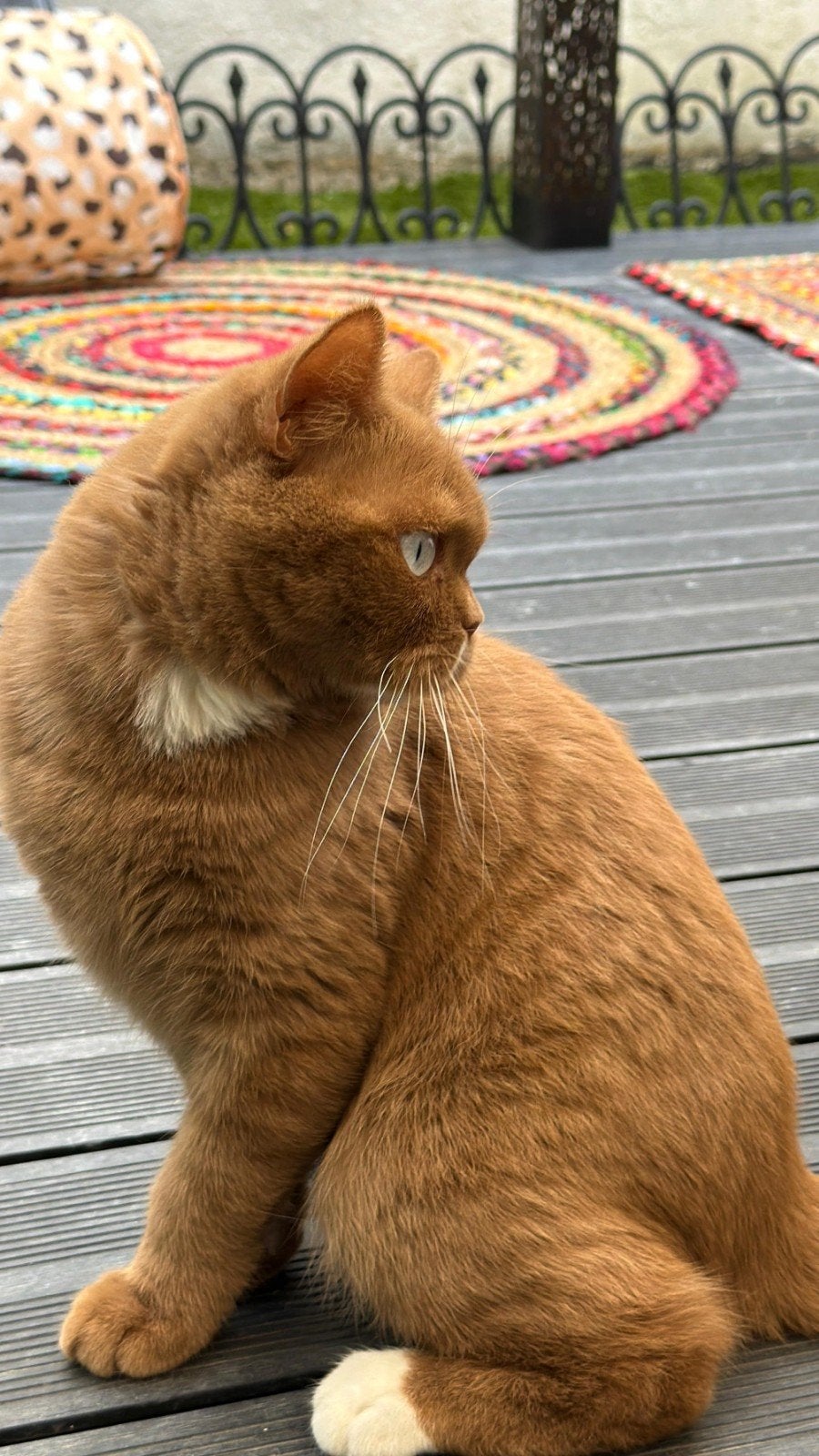 Britse korthaarkittens, 0 tot 2 jaar