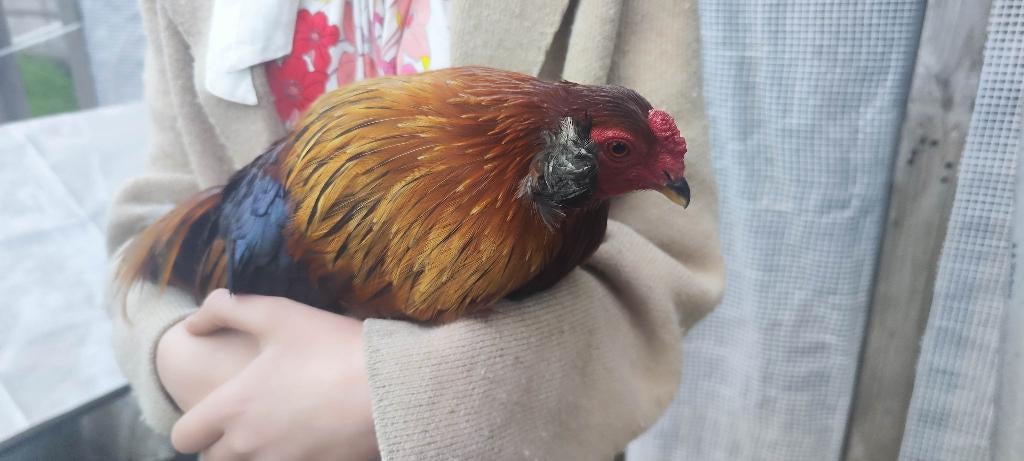Araucana bolstaart haan, Dieren en Toebehoren, Pluimvee, Mannelijk, Kip